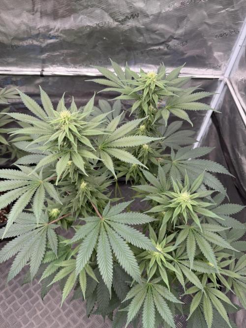 Old School 😶‍🌫️. Week 11