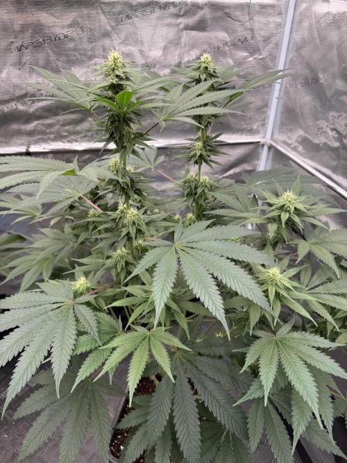 Old School 😶‍🌫️. Week 11