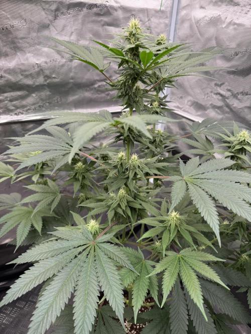 Old School 😶‍🌫️. Week 11