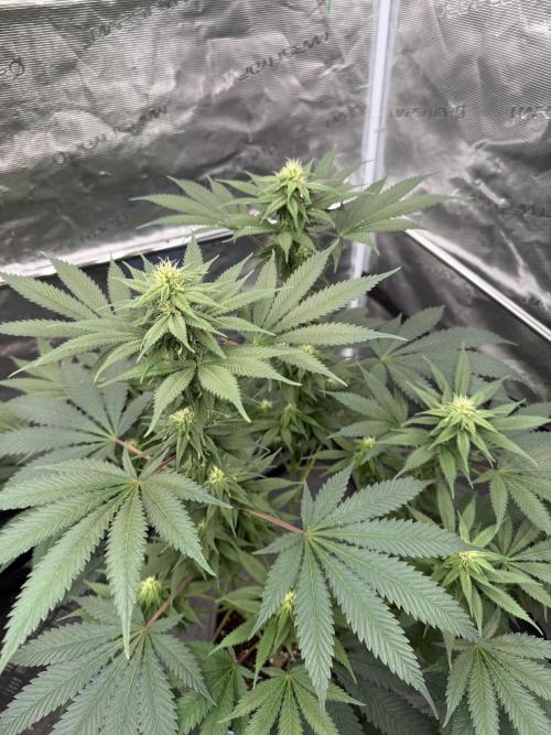 Old School 😶‍🌫️. Week 11