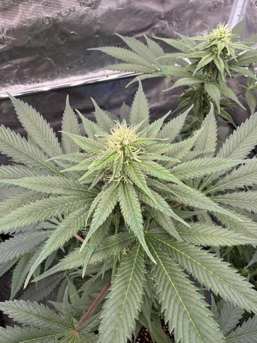 Old School 😶‍🌫️. Week 11