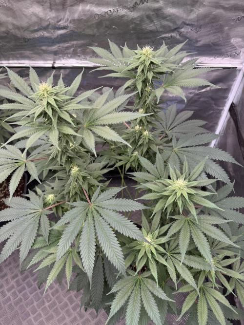 Old School 😶‍🌫️. Week 11