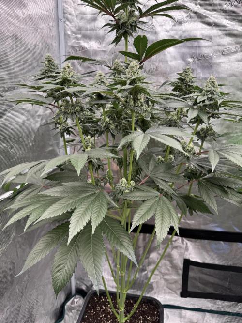 Gas Station ⛽️. Week 11