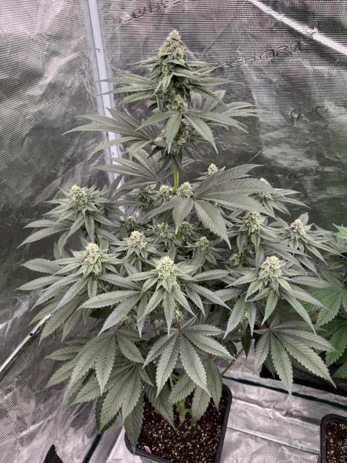Gas Station ⛽️. Week 11