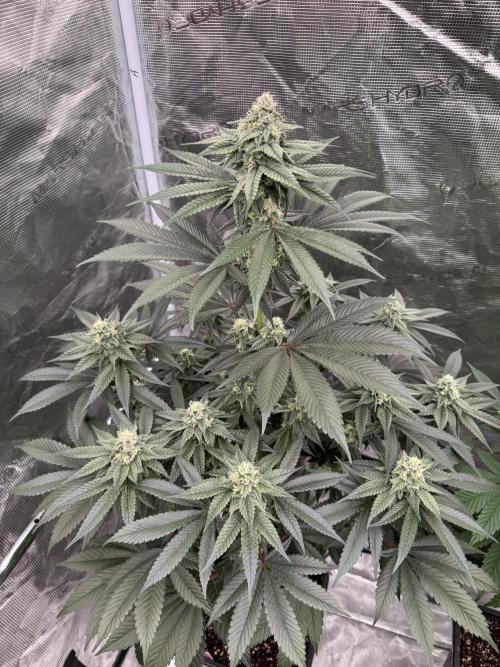 Gas Station ⛽️. Week 11
