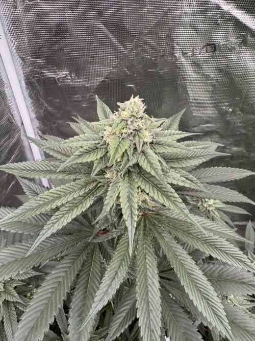Gas Station ⛽️. Week 11