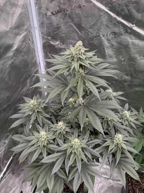 Gas Station ⛽️. Week 11