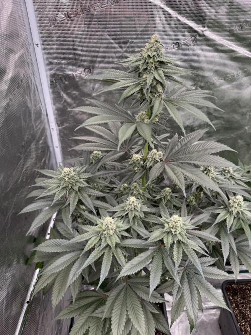 Gas Station ⛽️. Week 11