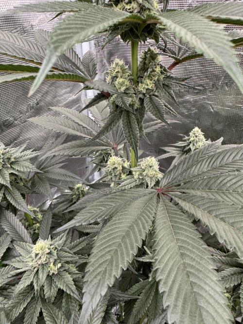 Gas Station ⛽️. Week 11