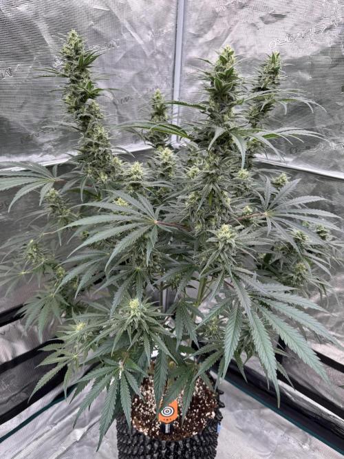Sherbet Season 🌈. Week 11