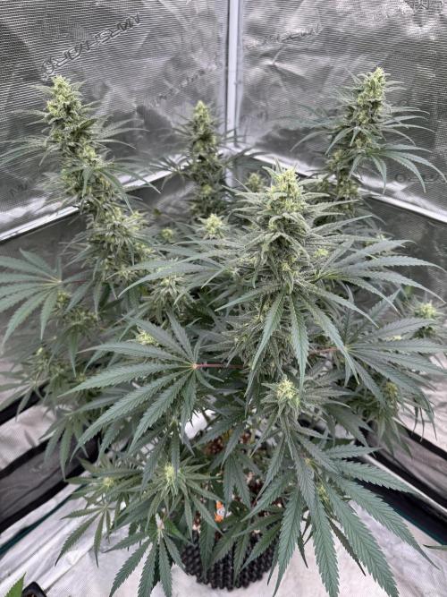 Sherbet Season 🌈. Week 11