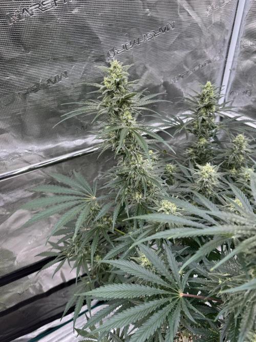 Sherbet Season 🌈. Week 11