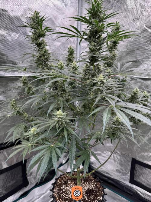 Sherbet Season 🌈. Week 11