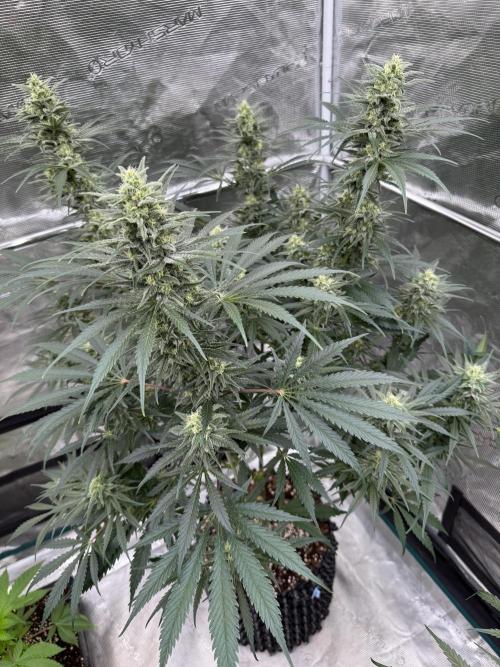 Sherbet Season 🌈. Week 11