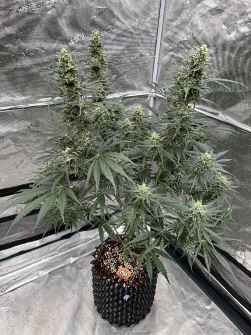 Sherbet Season 🌈. Week 11