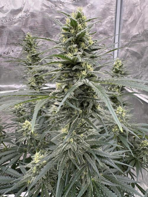 Sherbet Season 🌈. Week 11