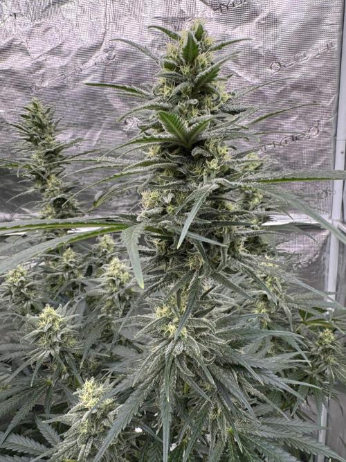 Sherbet Season 🌈. Week 11