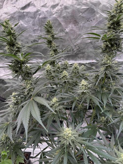 Sherbet Season 🌈. Week 11