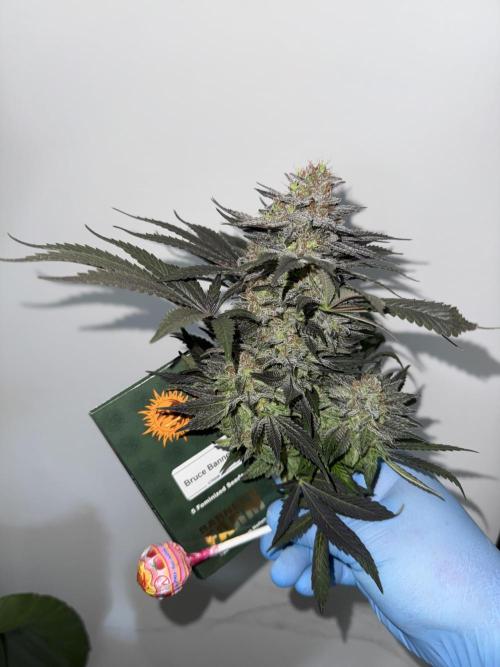 Brucy !. Week 15