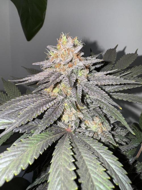 Brucy !. Week 15
