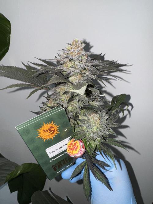 Brucy !. Week 15