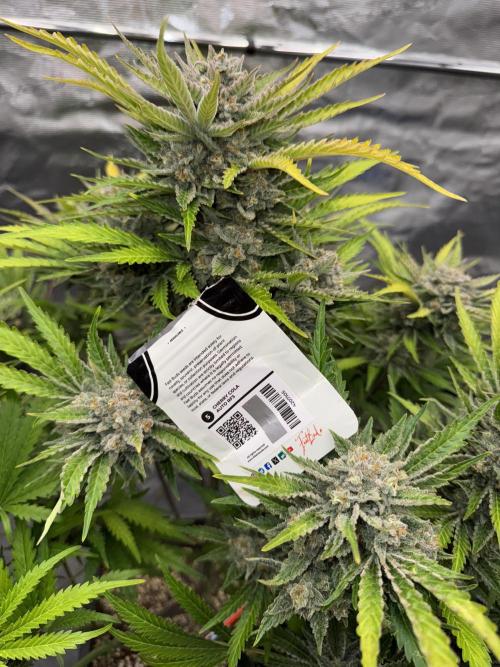 Five Dollar Shake 🍒. Week 9