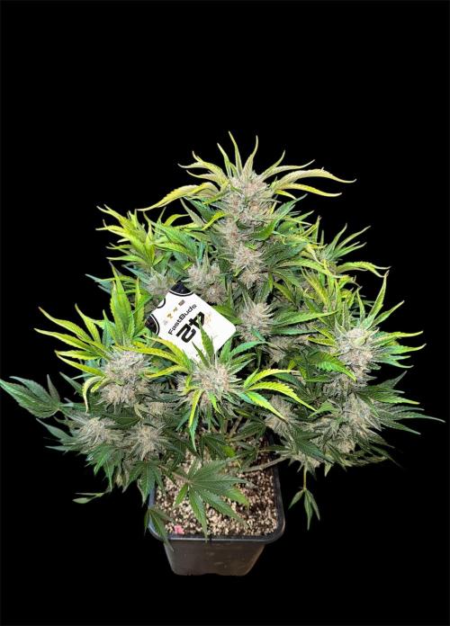 Five Dollar Shake 🍒. Week 9