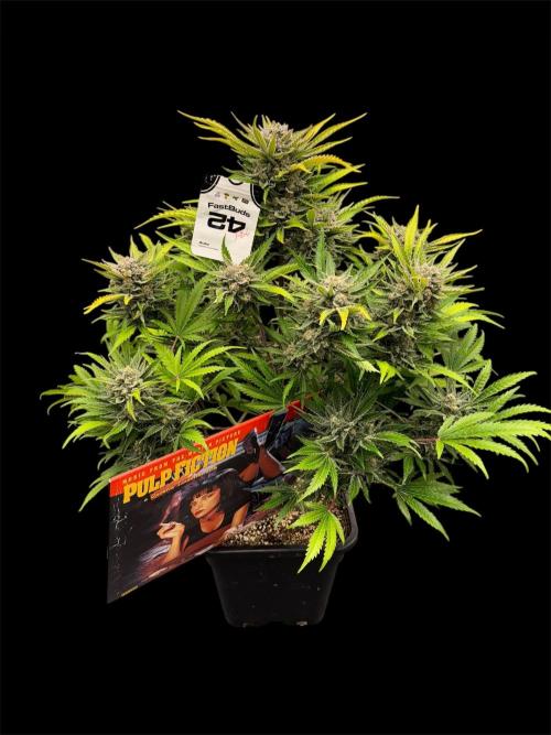 Five Dollar Shake 🍒. Week 9
