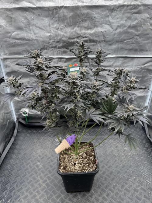 Da Valiotoro 🍦. Week 15