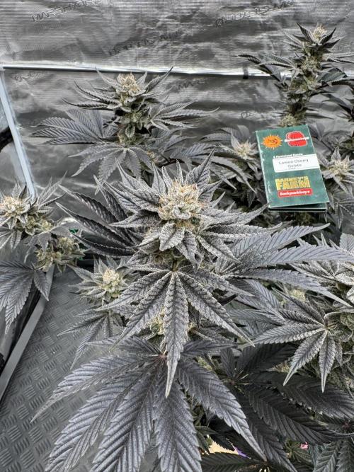 Da Valiotoro 🍦. Week 15