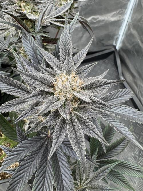 Da Valiotoro 🍦. Week 15