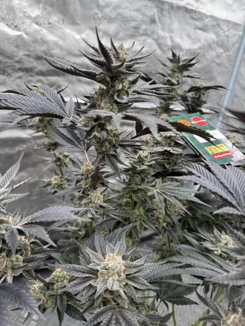 Da Valiotoro 🍦. Week 15