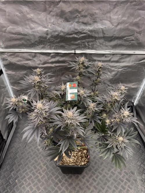 Da Valiotoro 🍦. Week 15