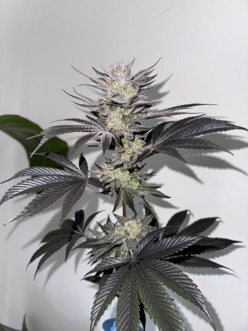 Da Valiotoro 🍦. Week 15
