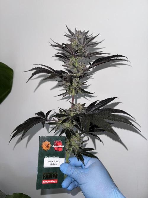 Da Valiotoro 🍦. Week 15