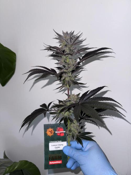 Da Valiotoro 🍦. Week 15