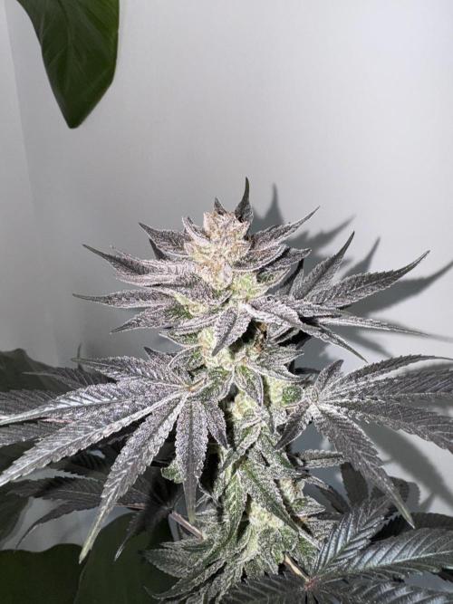 Da Valiotoro 🍦. Week 15
