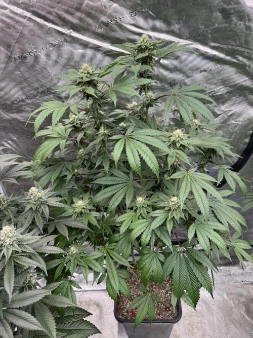 Acai x Black Cherry Funk. Week 12