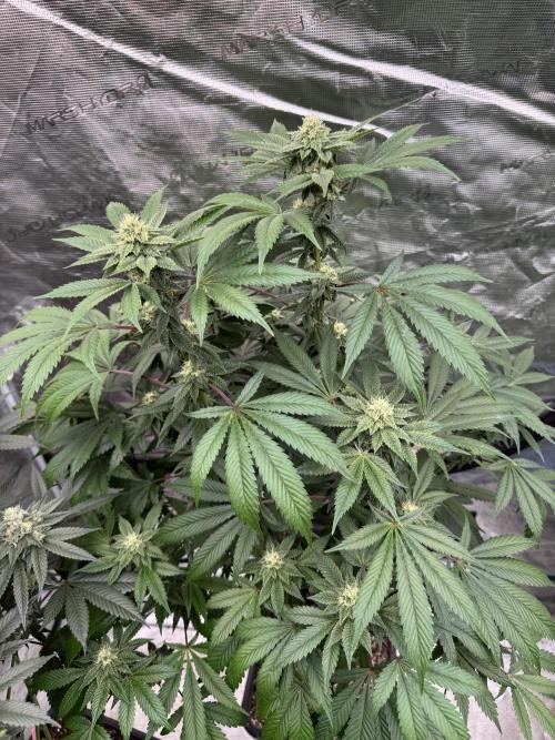 Acai x Black Cherry Funk. Week 12