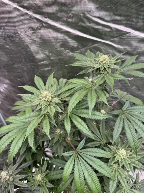 Acai x Black Cherry Funk. Week 12