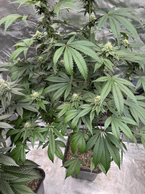 Acai x Black Cherry Funk. Week 12