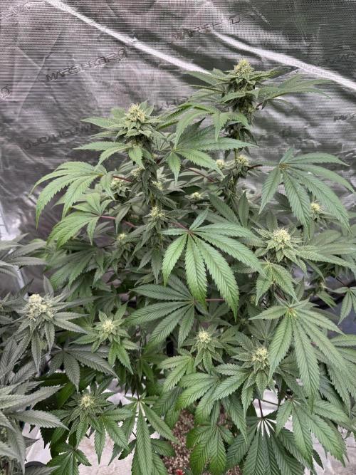 Acai x Black Cherry Funk. Week 12