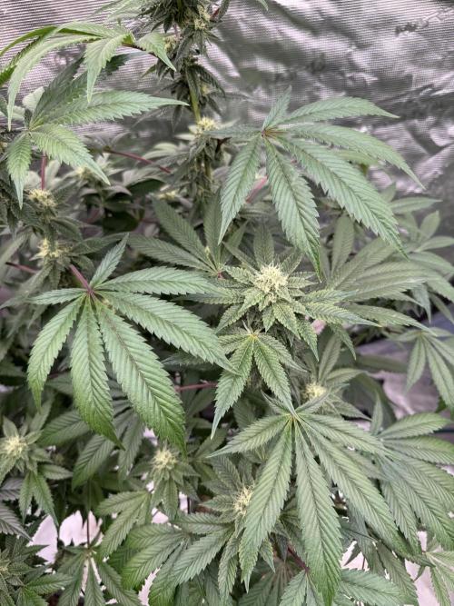 Acai x Black Cherry Funk. Week 12
