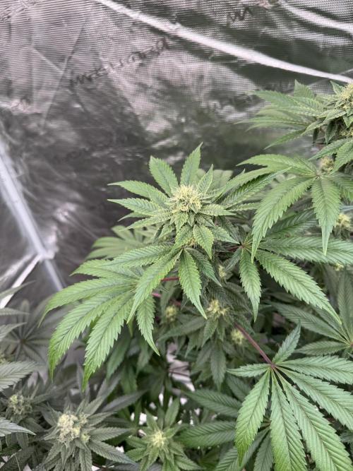 Acai x Black Cherry Funk. Week 12