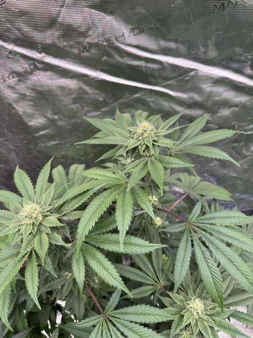 Acai x Black Cherry Funk. Week 12