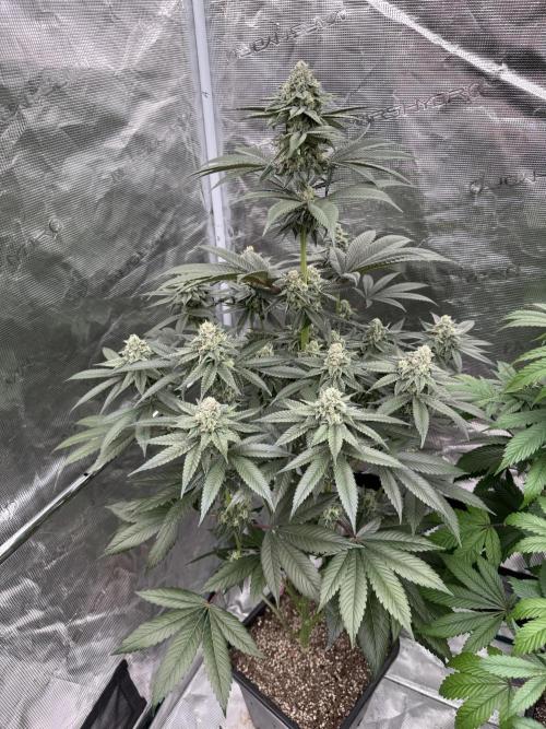 Gas Station ⛽️. Week 12