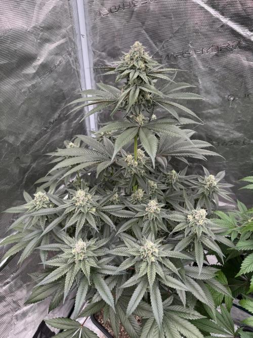 Gas Station ⛽️. Week 12