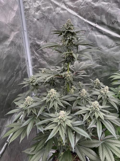 Gas Station ⛽️. Week 12