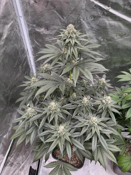 Gas Station ⛽️. Week 12