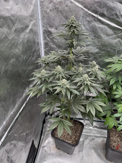 Gas Station ⛽️. Week 12